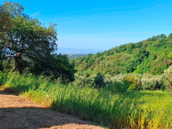 casale in vendita a Scansano