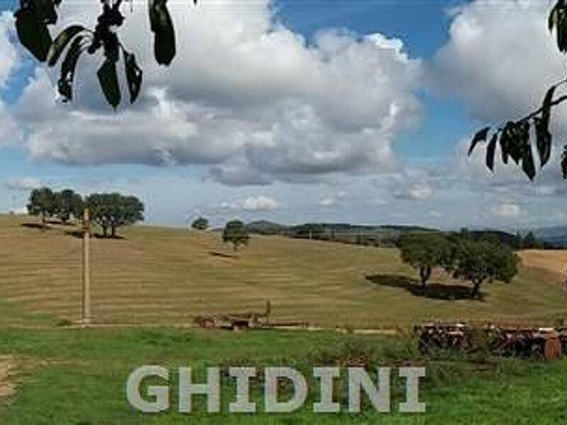 azienda agricola in vendita a Scansano