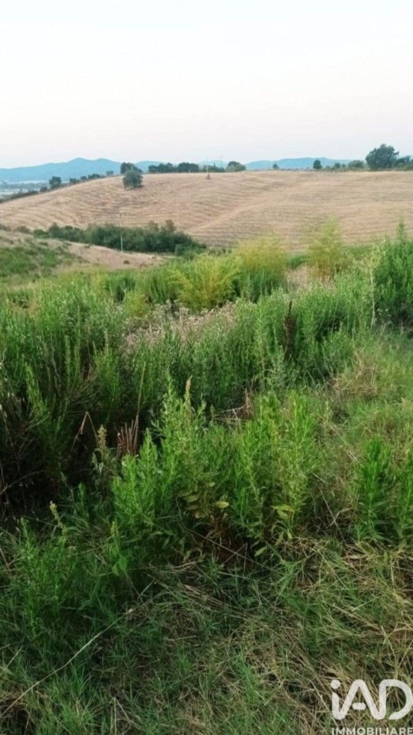terreno agricolo in vendita a Scansano