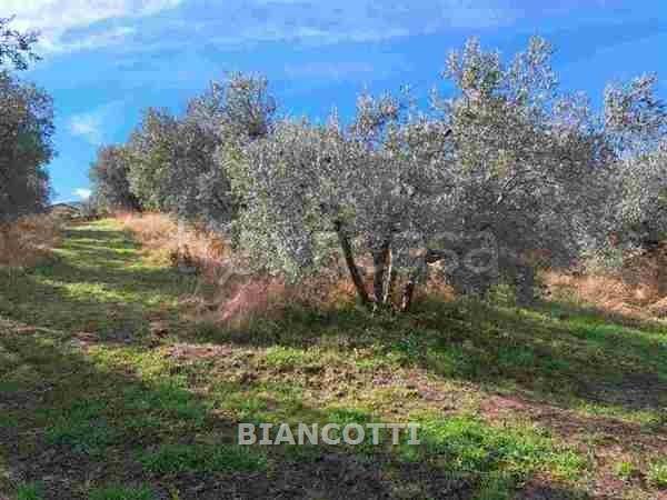 negozio in vendita a Scansano