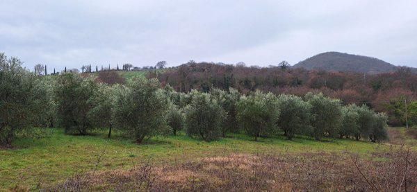 terreno in vendita a Scansano in zona Polveraia