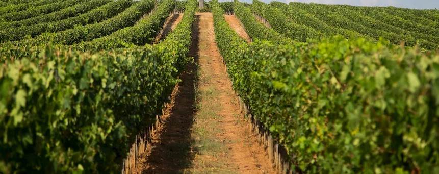 terreno agricolo in vendita a Scansano in zona Pomonte