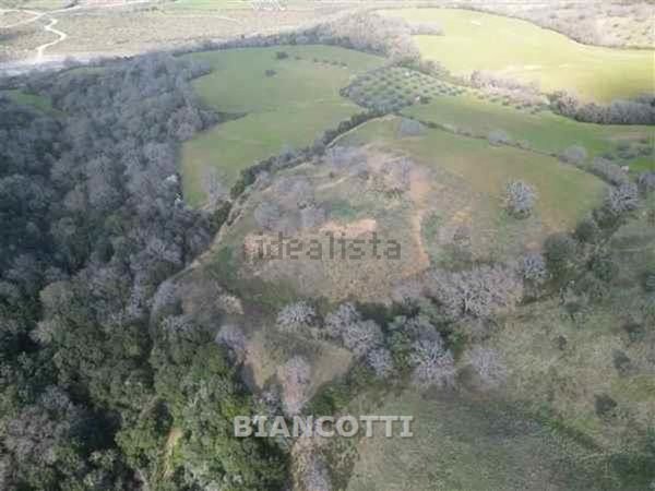 terreno agricolo in vendita a Scansano in zona Polveraia