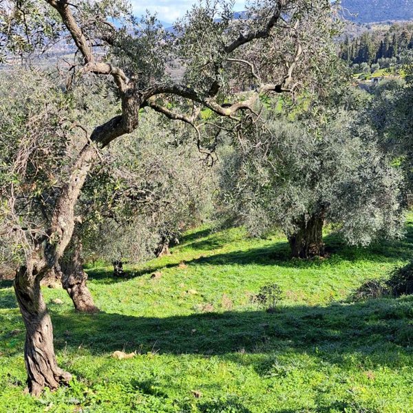 terreno agricolo in vendita a Scarlino