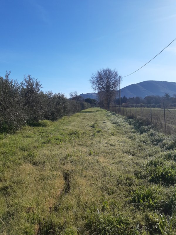 terreno agricolo in vendita a Scarlino