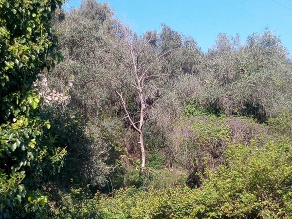 negozio in vendita a Scarlino