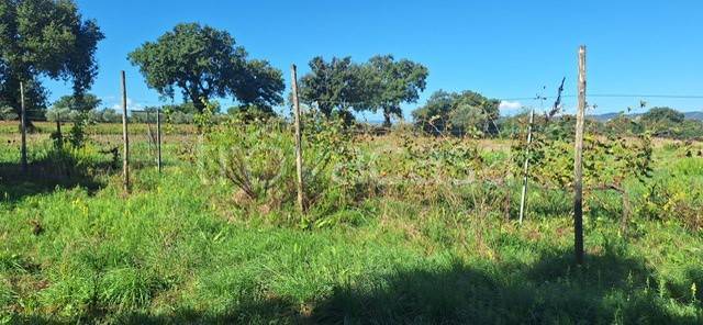 terreno agricolo in vendita a Scarlino in zona Scarlino Scalo