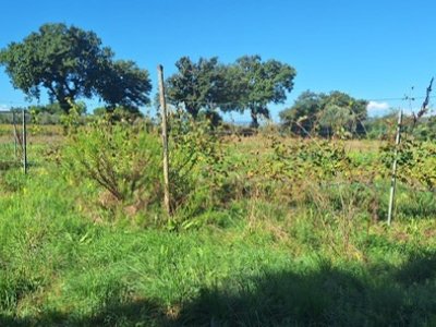 terreno agricolo in vendita a Scarlino in zona Scarlino Scalo