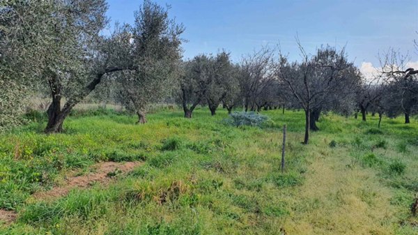 terreno agricolo in vendita a Scarlino