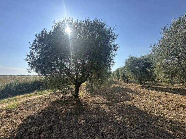 terreno agricolo in vendita a Scarlino in zona Scarlino Scalo