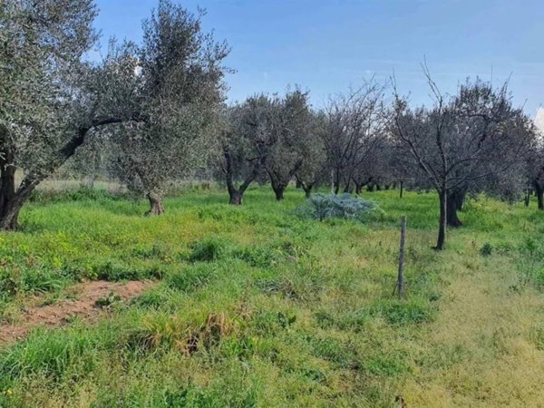 terreno agricolo in vendita a Scarlino in zona Scarlino Scalo
