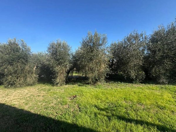 terreno agricolo in vendita a Scarlino in zona Scarlino Scalo