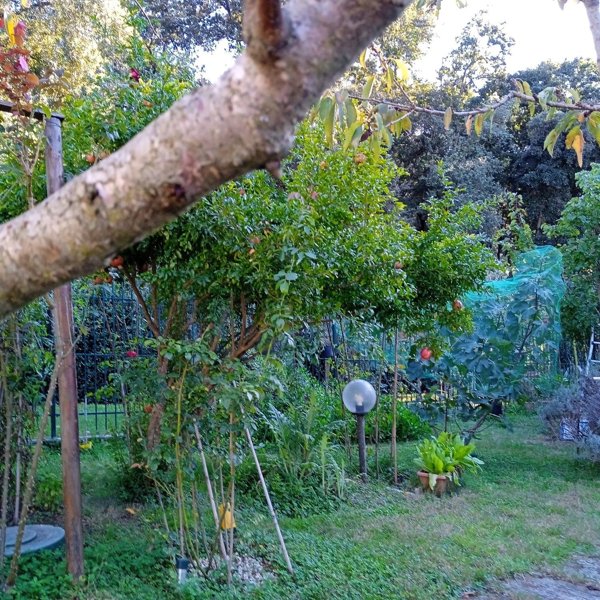 casa indipendente in vendita a Scarlino in zona Puntone