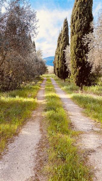 terreno agricolo in vendita a Scarlino