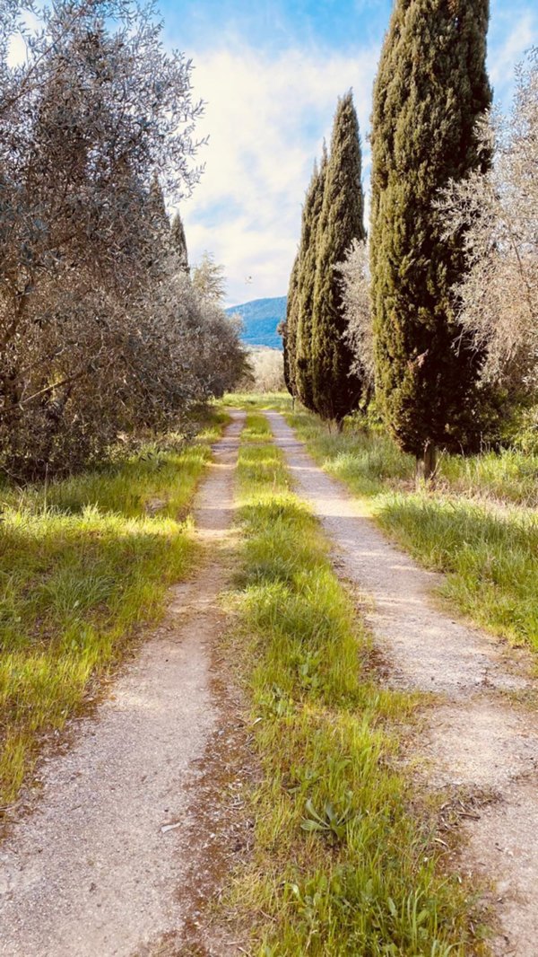 terreno agricolo in vendita a Scarlino