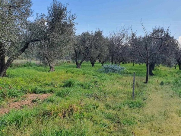 terreno agricolo in vendita a Scarlino in zona Scarlino Scalo