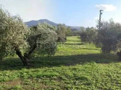 terreno agricolo in vendita a Scarlino in zona Scarlino Scalo