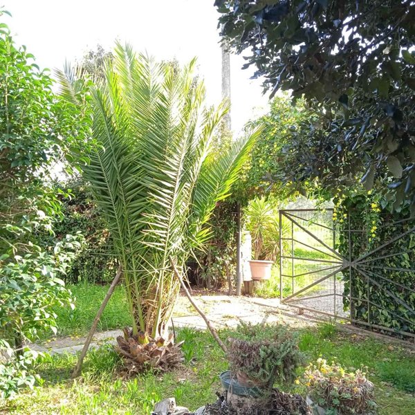 terreno agricolo in vendita a Scarlino in zona Puntone