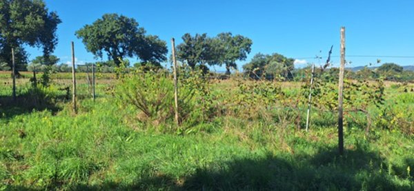 terreno agricolo in vendita a Scarlino in zona Puntone