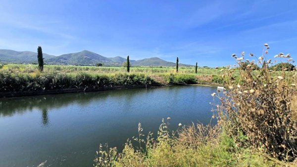 azienda agricola in vendita a Scarlino in zona Le Case