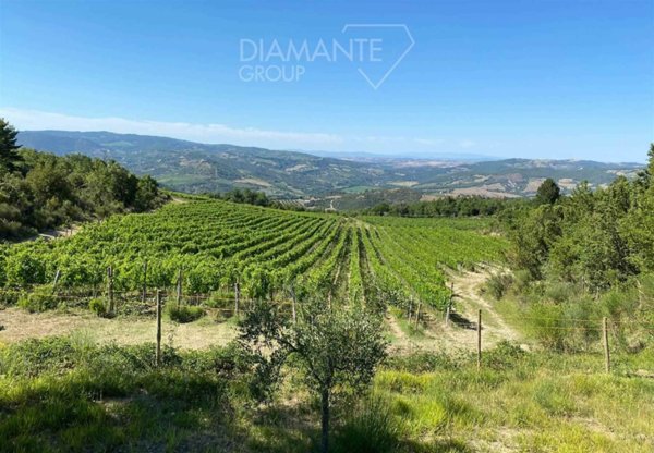 azienda agricola in vendita a Seggiano