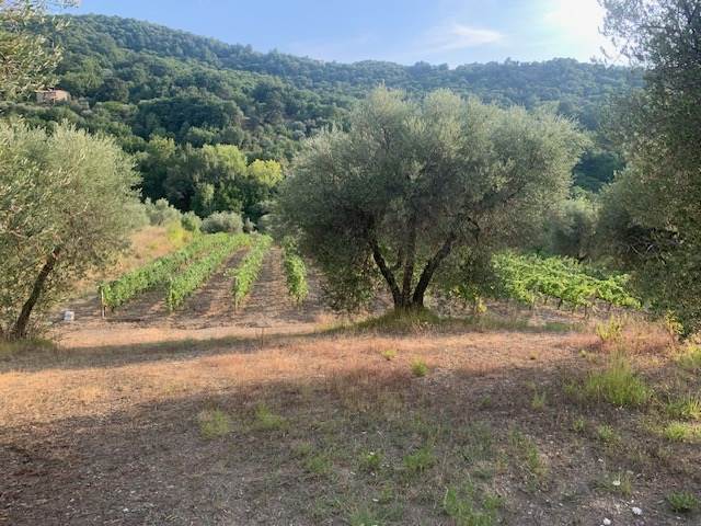 terreno agricolo in vendita a Seggiano