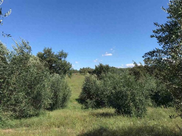 negozio in vendita a Sorano in zona Sovana