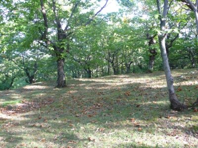 terreno agricolo in vendita a Sorano