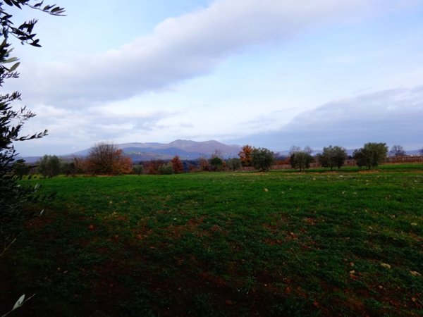 terreno agricolo in vendita a Sorano