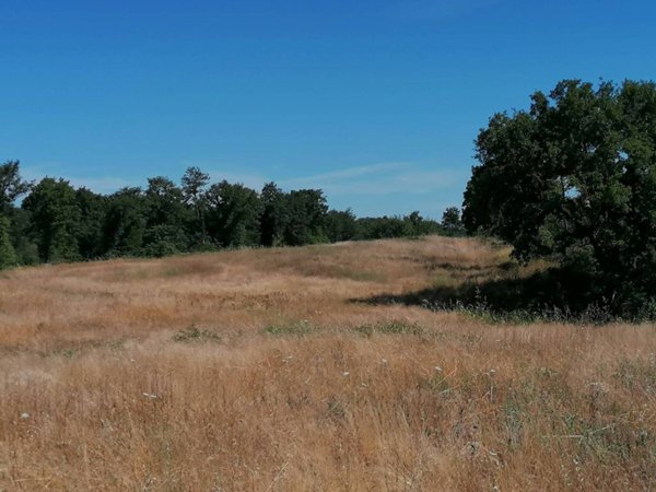 terreno agricolo in vendita a Sorano