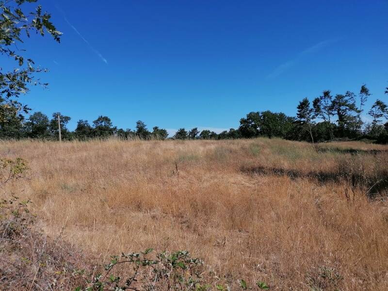 terreno agricolo in vendita a Sorano