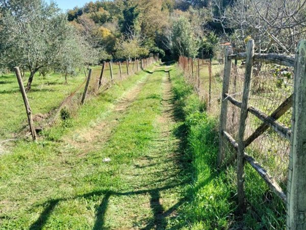 terreno agricolo in vendita a Sorano