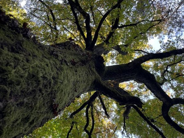 casa indipendente in vendita a Sorano