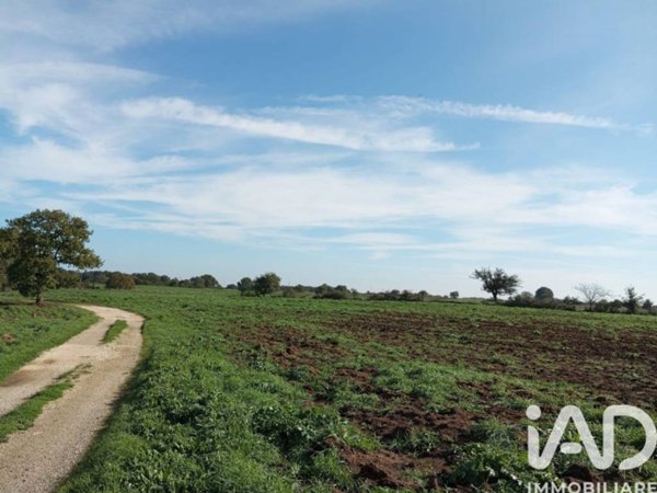 terreno agricolo in vendita a Sorano