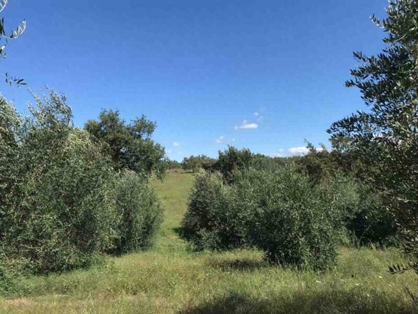 terreno agricolo in vendita a Sorano in zona Sovana