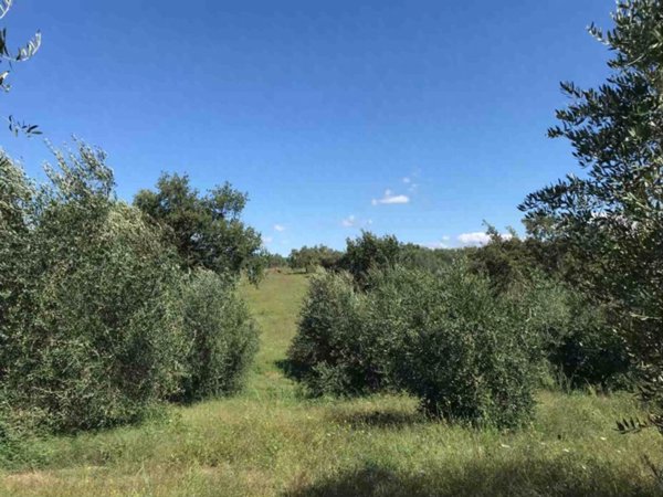 terreno agricolo in vendita a Sorano in zona Sovana
