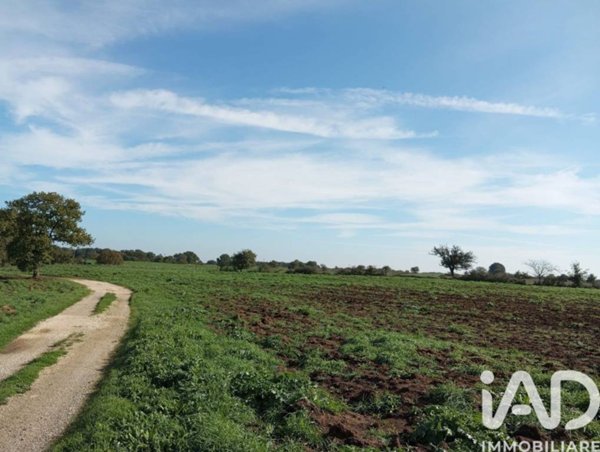 terreno agricolo in vendita a Sorano