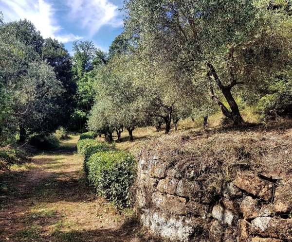 casa indipendente in vendita a Sorano