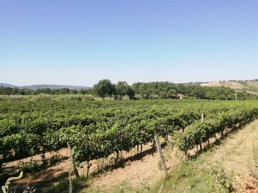 casale in vendita a Sorano