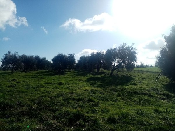 terreno in vendita a Sorano