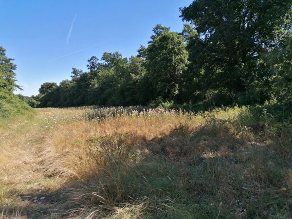 terreno in vendita a Sorano