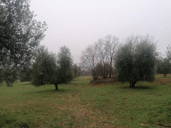 terreno agricolo in vendita a Semproniano