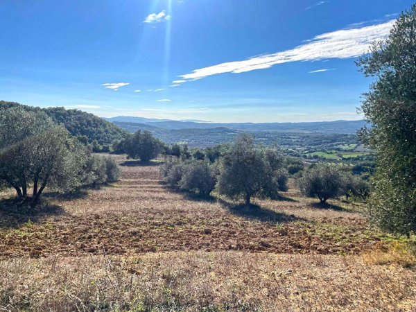 terreno agricolo in vendita a Semproniano