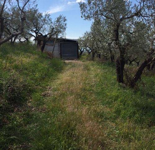 terreno agricolo in vendita ad Assisi in zona Viole