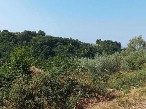 terreno agricolo in vendita ad Assisi in zona Palazzo