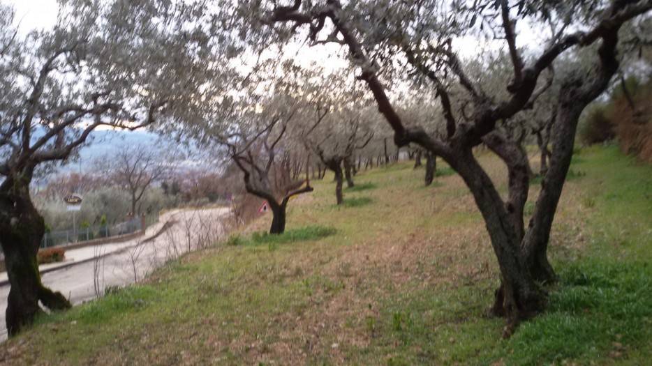 terreno agricolo in vendita ad Assisi
