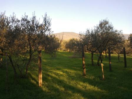 terreno agricolo in vendita ad Assisi in zona Rivotorto