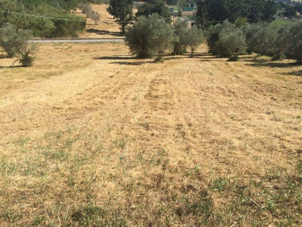 terreno agricolo in vendita ad Assisi in zona Viole
