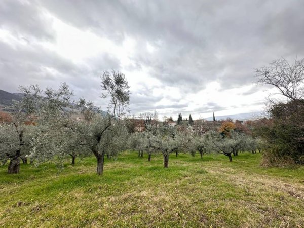 terreno agricolo in vendita ad Assisi in zona Viole