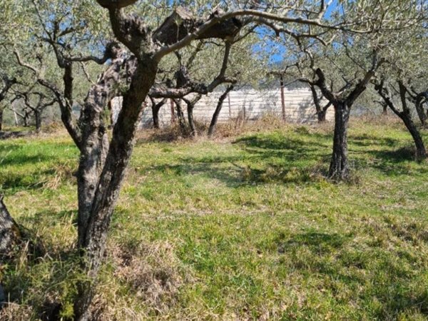 terreno agricolo in vendita ad Assisi in zona Viole